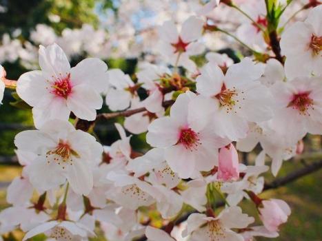 さくら開花前線は、東北・北海道へ...